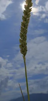 Wheat stalk against a blue sky with clouds.