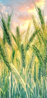 Serene wheat field at sunset with golden sky and tranquil scenery.