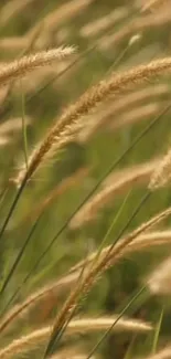 Golden wheat field mobile wallpaper with lush greenery.