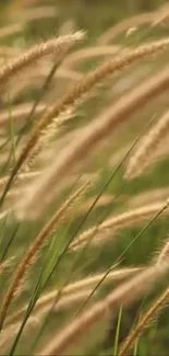 Close-up of golden wheat stalks gently swaying in a green field.