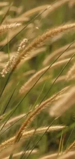 Golden wheat field swaying gently in the wind, captured in a serene phone wallpaper.