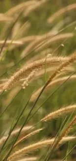 Serene wheat field with golden stalks swaying gently in the breeze.