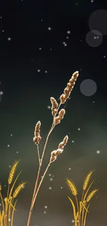 Wheat stalks against a dark, serene background for mobile wallpaper.