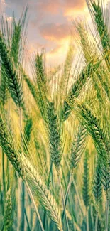 Wheat field with green stalks under a colorful sunset sky.