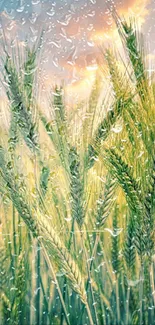 Golden wheatfield at sunset with vibrant sky.