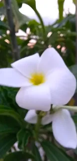 White blossom with green leaves on a serene mobile wallpaper.