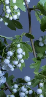 White blossoms with green leaves on a peaceful blue background.