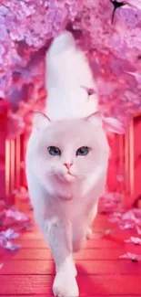 White cat walking under pink cherry blossoms on a pathway.