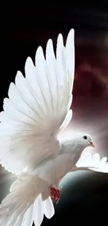 A white dove gracefully flying against a dark, dramatic sky.