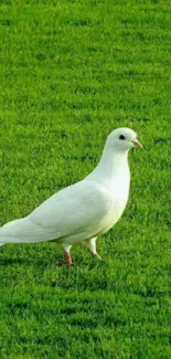 White dove standing on vibrant green grass.