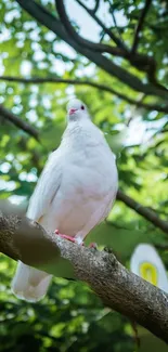 White dove perched on a branch with a lush green tree background.