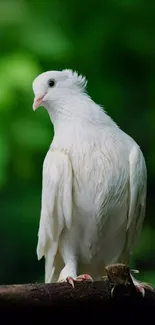 Serene white dove perched with green background.