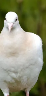 Serene white dove on a green background.