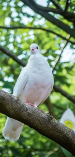 A white dove perched on a tree branch with a lush green background.