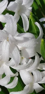 Close-up of white flowers with water droplets and green leaves background.