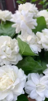 White flowers with green leaves wallpaper.