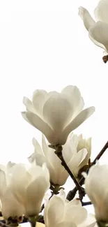 Delicate white magnolia blossoms set against a minimalist background.