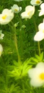 White flowers in a green field mobile wallpaper.