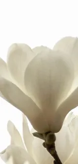 Serene white magnolia flower on a minimalist mobile wallpaper.