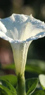 A close-up of a white flower with dew drops against a green background.