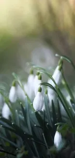 Delicate white flowers with lush green leaves on a serene wallpaper.