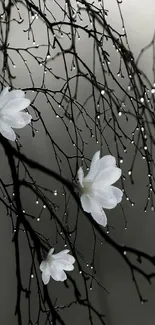 Serene white flowers on wet branches.