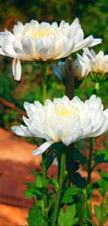 White flowers with green leaves in a garden setting wallpaper.