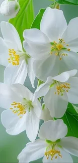 Delicate white flowers with green leaves