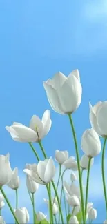Elegant white tulips against a vibrant blue sky.