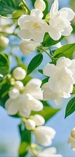 White flowers with green leaves wallpaper