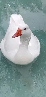 White goose floating on a teal green water surface.