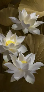 Serene white lotus blossoms with lush leaves.