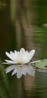 White lotus reflection on calm water with serene background.