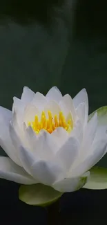 White lotus flower with dark green background.