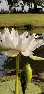 White lotus flower in a serene pond setting, ideal for mobile wallpaper.