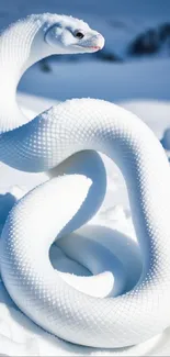 Serene white snake in snowy landscape wallpaper.