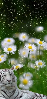 White tiger rests in daisy field with golden accents.