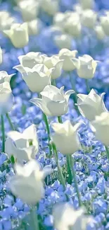 Field of white tulips amidst sky blue flowers, creating a serene and calming wallpaper.