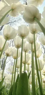 White tulips reaching up with a clear blue sky in the background.