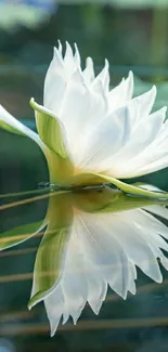 White water lily reflecting on calm water.