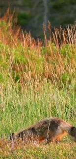 Serene fox in a lush green meadow landscape.