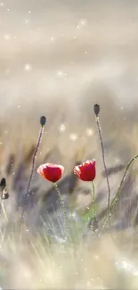 Red poppies in a tranquil wildflower meadow at dusk.