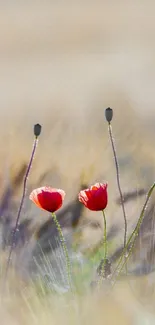 Vibrant wildflowers against a serene beige background.