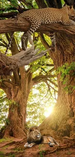 Leopard in tree above a lion in a sunlit forest scene.