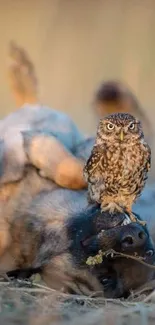 Brown owl perched on a sleeping wolf in serene nature.