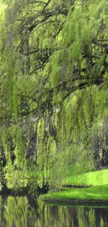 Serene willow tree over a reflective pond.