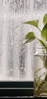 Vibrant plant on window with dewy glass backdrop.