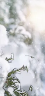 Snow-covered branches with a soft, serene background