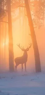 Deer standing in a misty forest with sunlight filtering through trees.