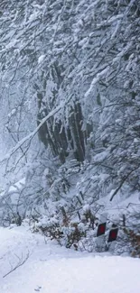 Snow-covered forest path in wintertime.